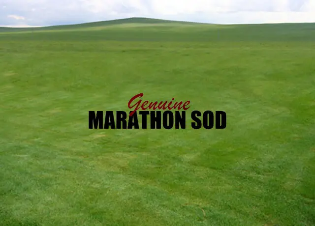 Fresh Sod Delivery Services